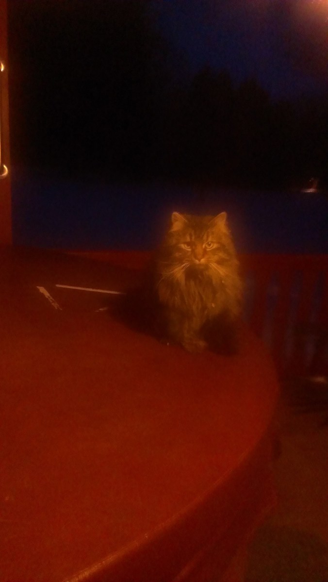 Forest Ridge Campgroundsa and Cabins | Allegheny Cabin - Oliver the cat!