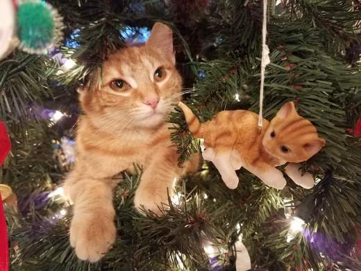 Butterscotch in the Christmas Tree