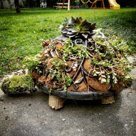 Succulent Turtle 🐢🌱