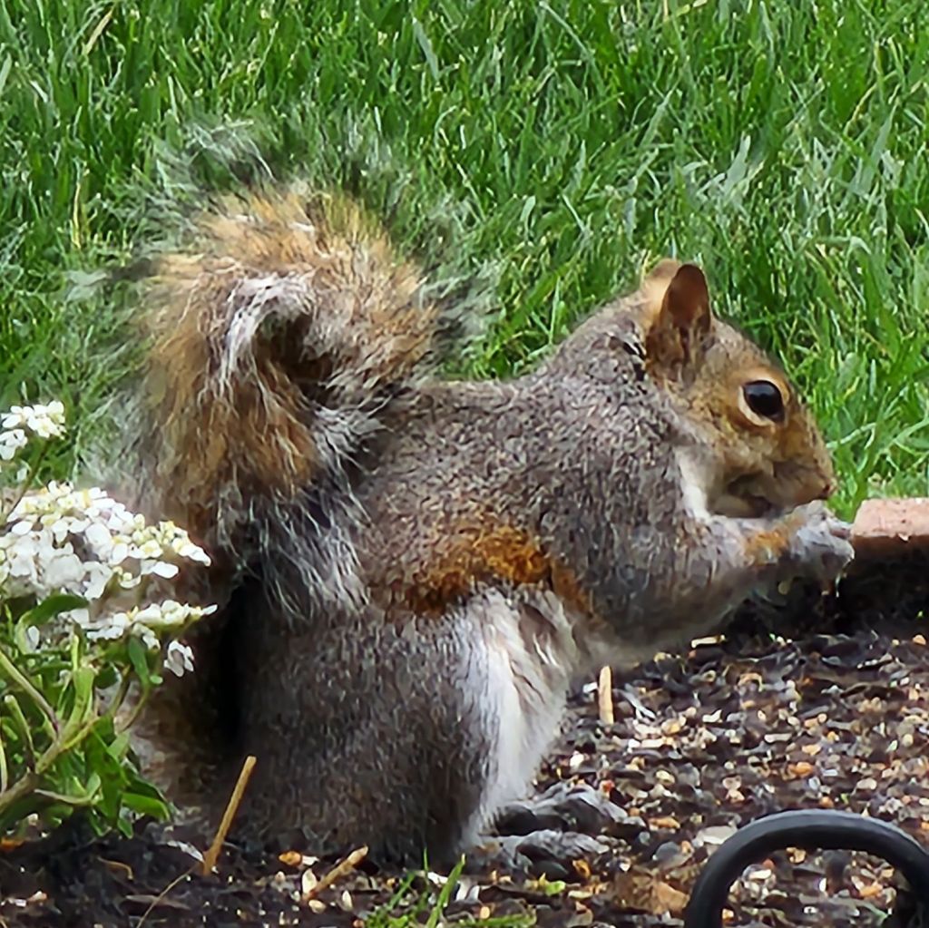 A grey squirrel dining in our backyard outdoor cafe.