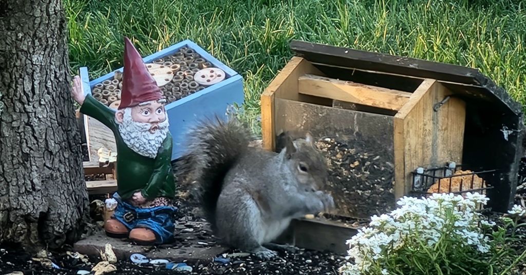 A squirrel dines on discarded seeds the morning after raccoons reigned destruction upon my entire setup.