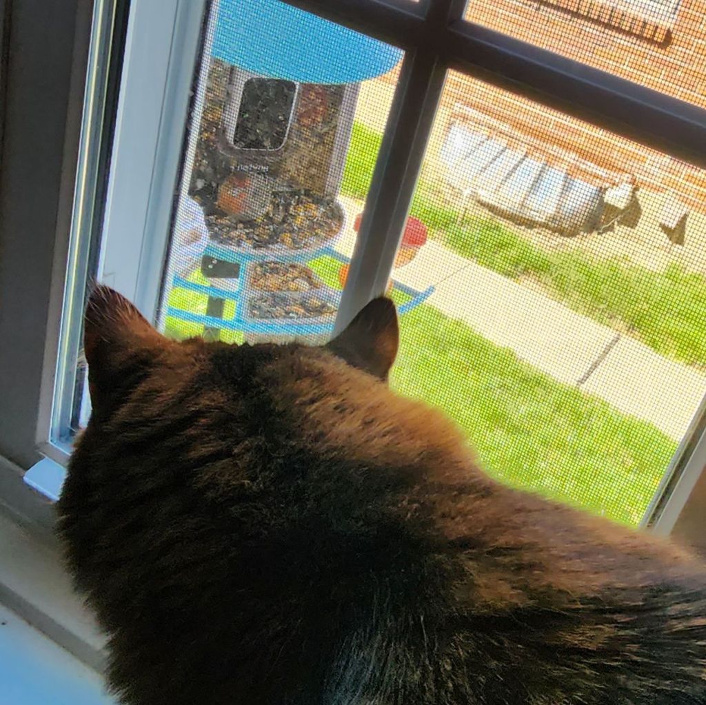One of our cats, Waffles, looking out the window at the Birdfy Feeder.