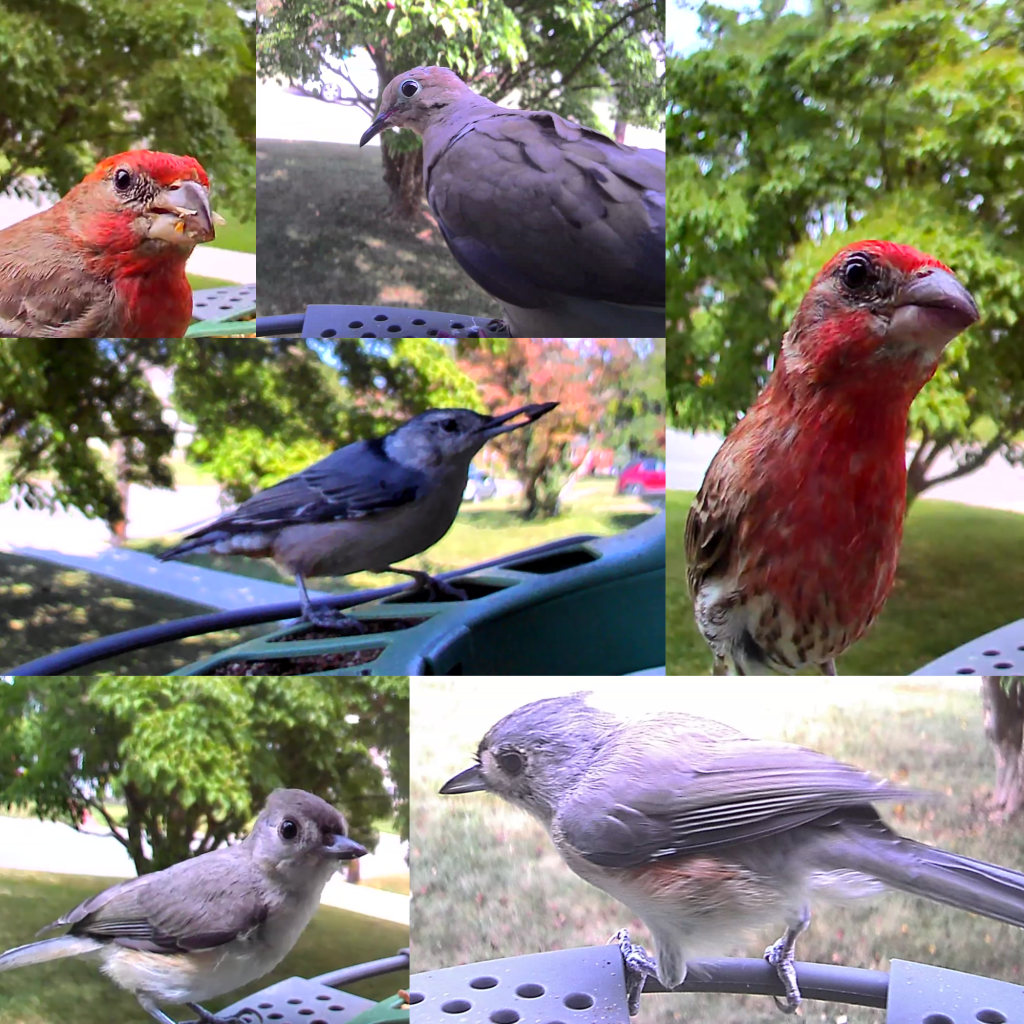 House Finch, White-Breasted Nuthatch, & Tufted Titmouse - captured form the Birdfy 2 cameras.