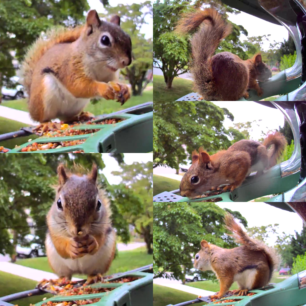 Squirrels - captured form the Birdfy 2 cameras.
