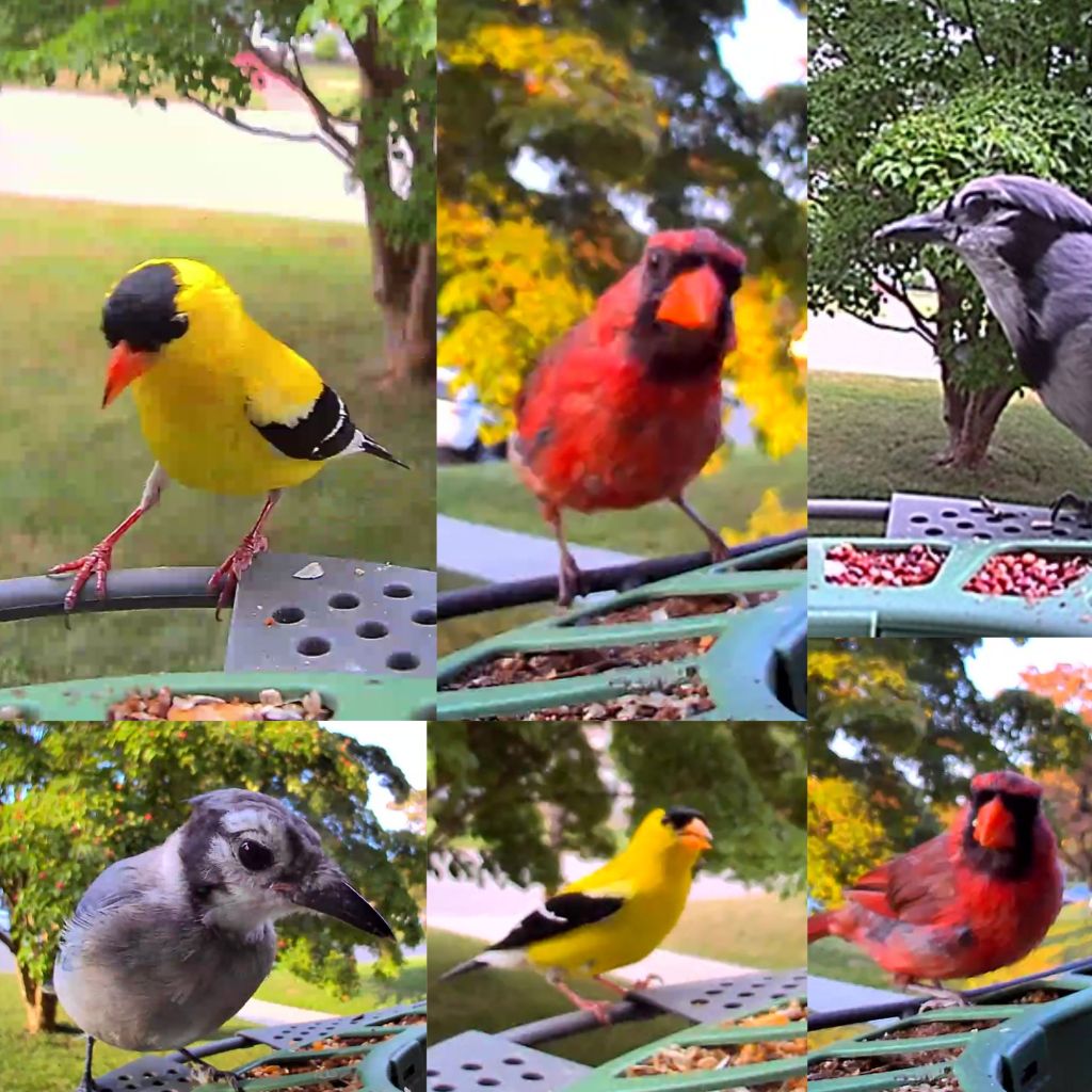 American Goldfinch, Northern Carinal, & Blue Jay - captured form the Birdfy 2 cameras.