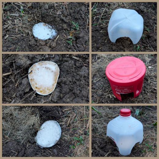 Slug Traps made from garbage and baited with beer.