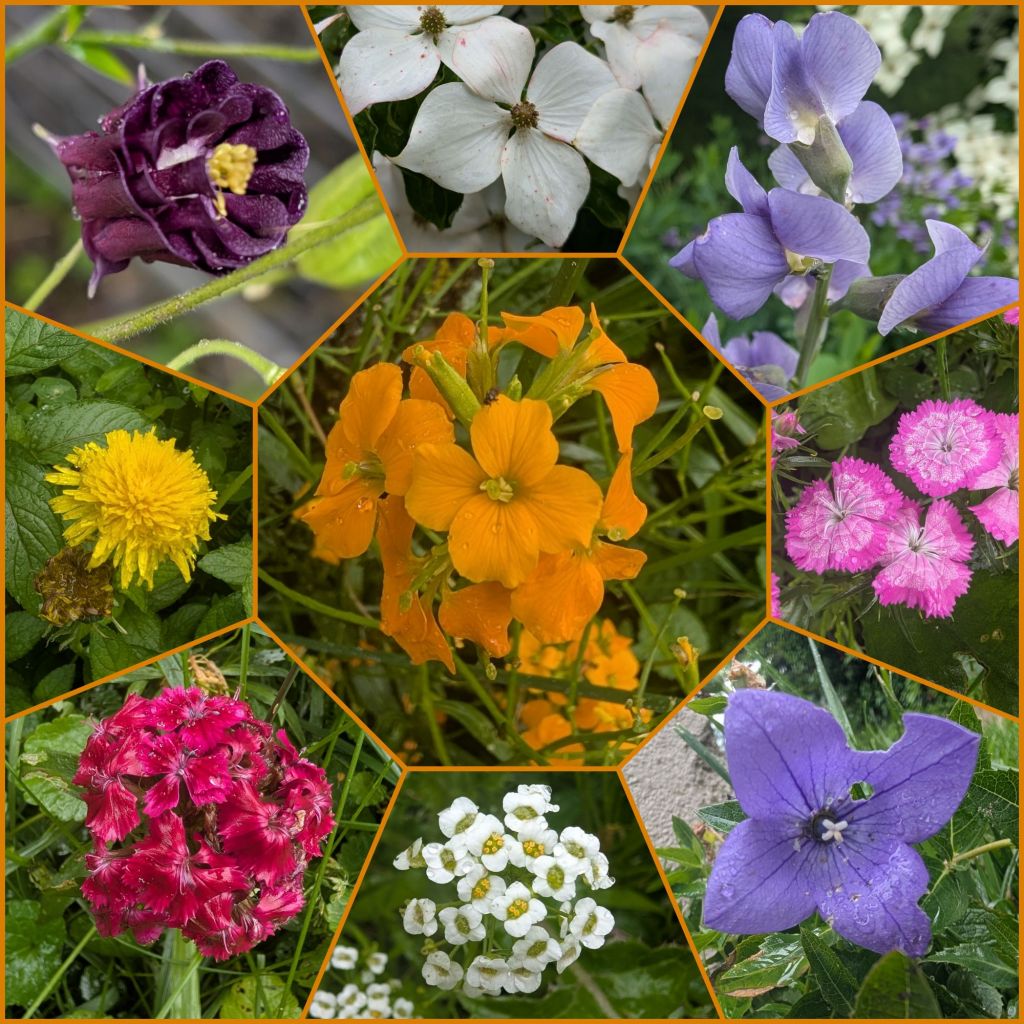 Pollinator Flowers Around the Yard